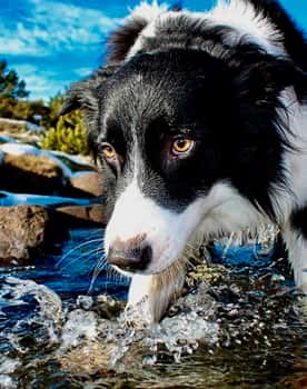 Border Collie