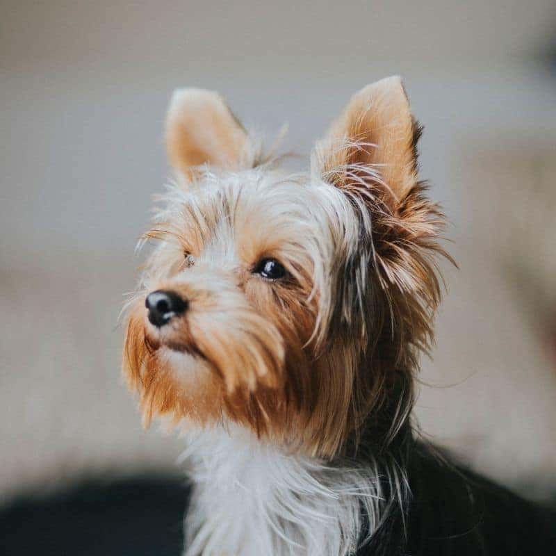 Yorkshire Terrier: quanto vive ?