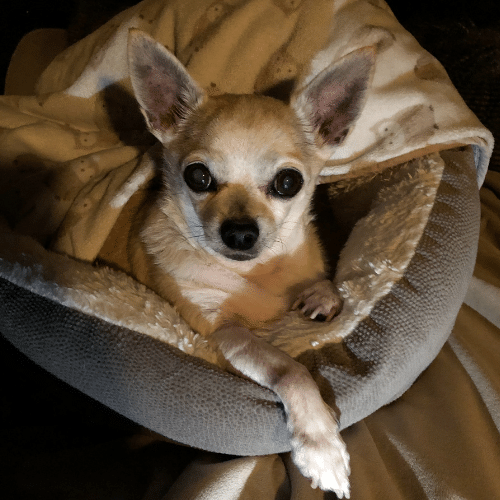 Perchè i Chihuahua tremano