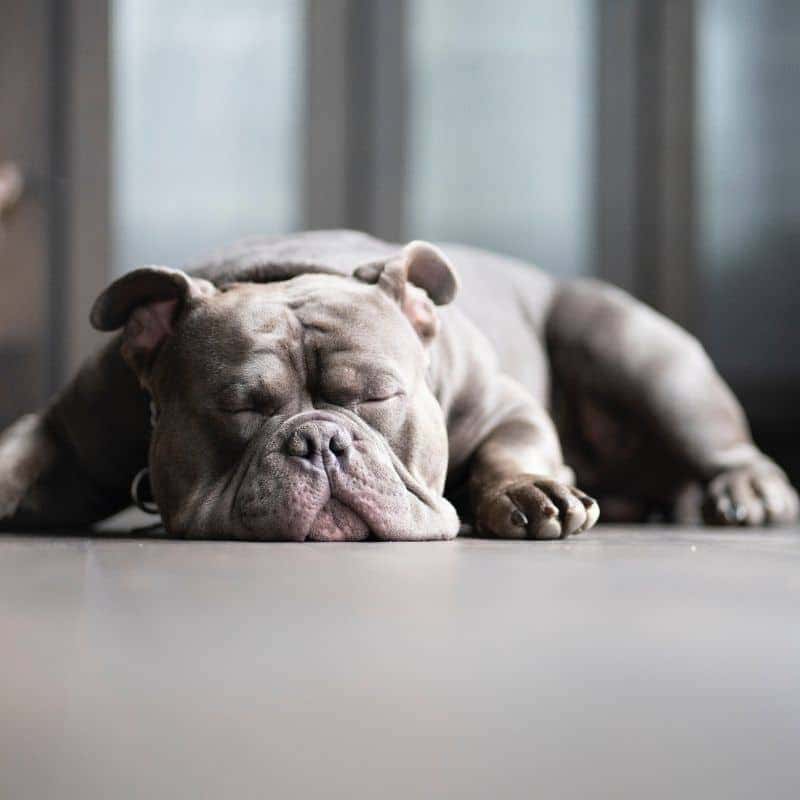 Quanto dorme un cane