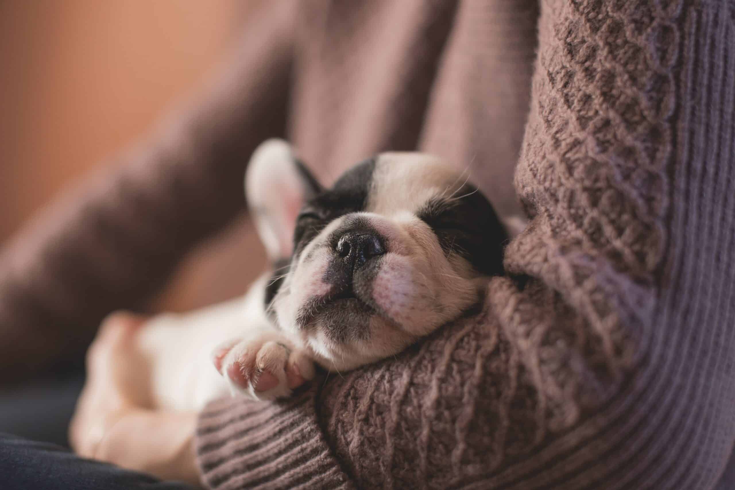 Come insegnare il nome al tuo cane