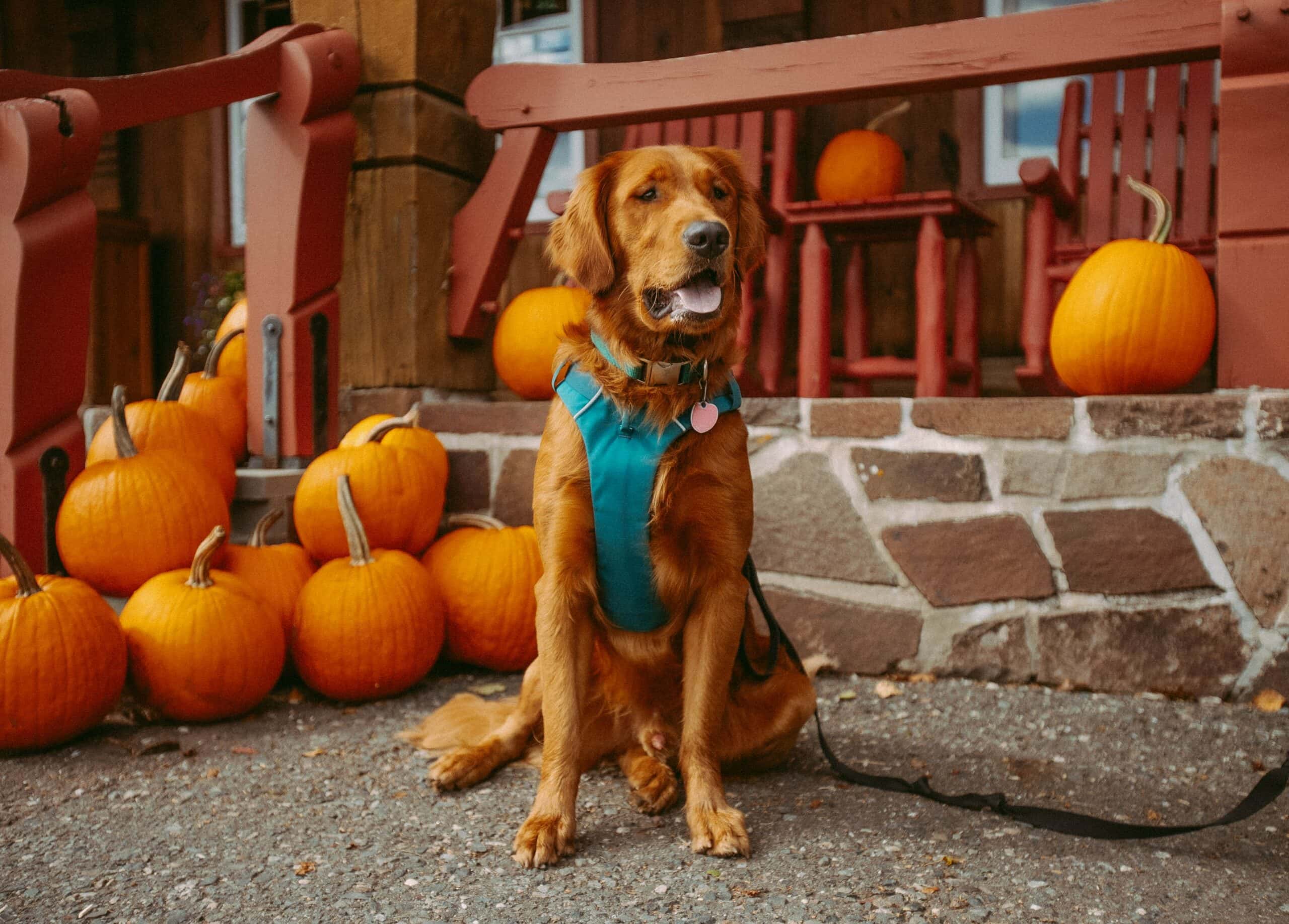Vuoi preparare un pumpkin spice latte per cani a casa?