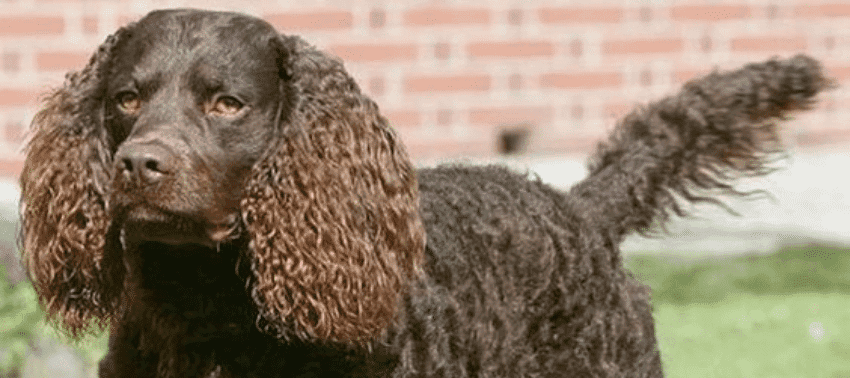 Caratteristiche uniche dell&#8217;American Water Spaniel