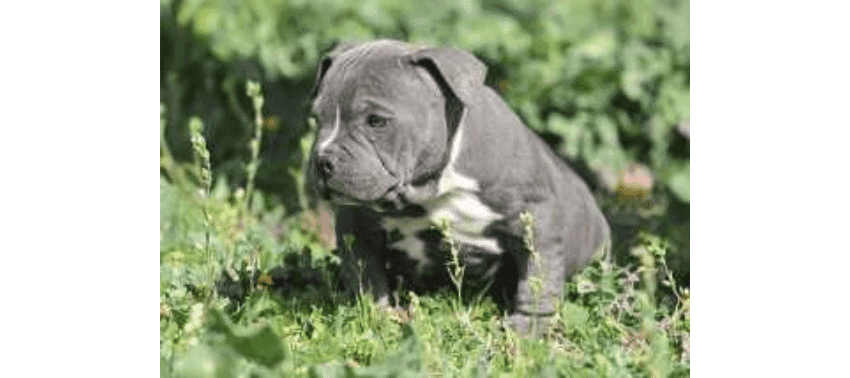 American bully: caratteristiche e curiosità di questa razza