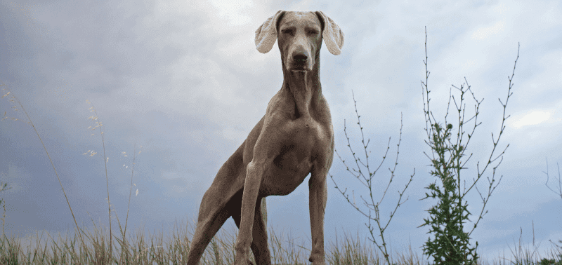 Alimentazione Weimaraner: consigli per una dieta equilibrata