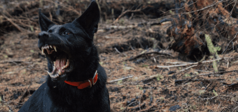 Cane che ringhia a un componente della famiglia: come affrontare il problema