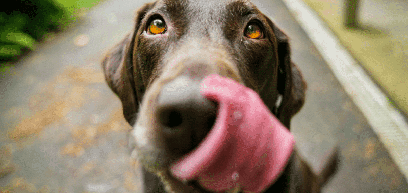 Metodi efficaci per la punizione del cane: guida pratica