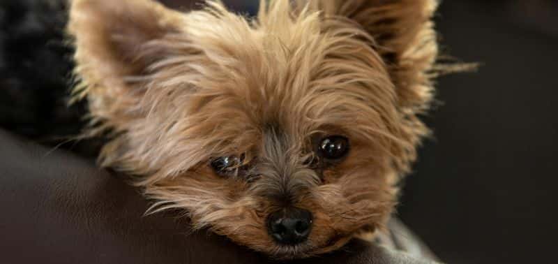 Scopri il fascino dell&#8217;australian terrier: un compagno fedele e vivace