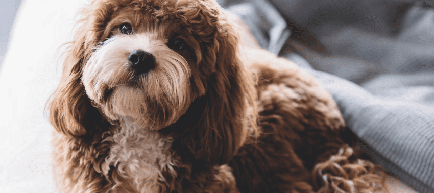 Il cavapoo: incrocio perfetto tra carineria e intelligenza