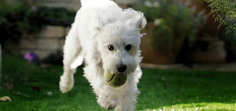 Lasciare il cane in giardino quando si va al lavoro: consigli e suggerimenti