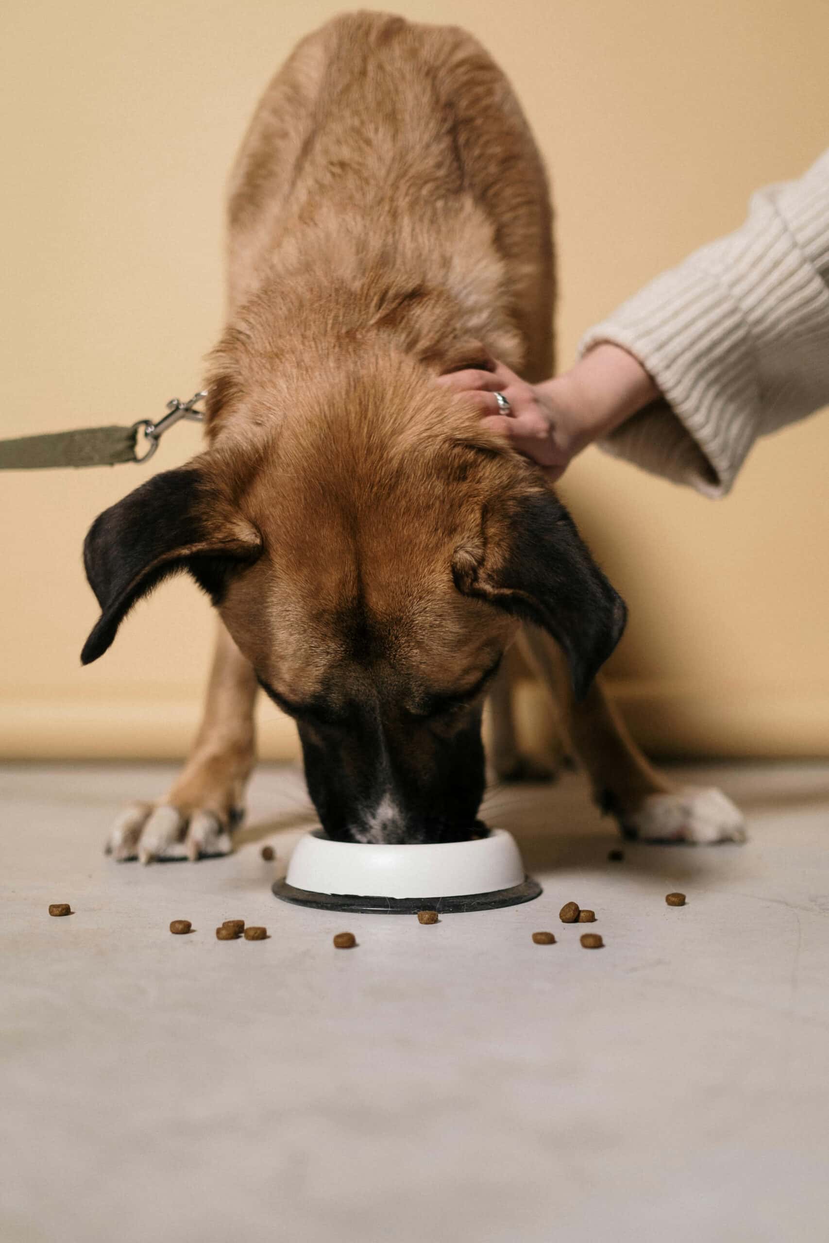 Cibo secco o umido: come prendere la decisione giusta per il tuo cane?
