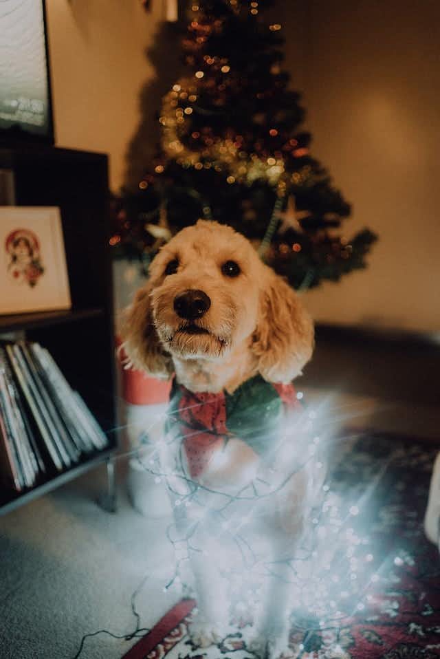 5 consigli su come mettere un albero di Natale con i cani a casa