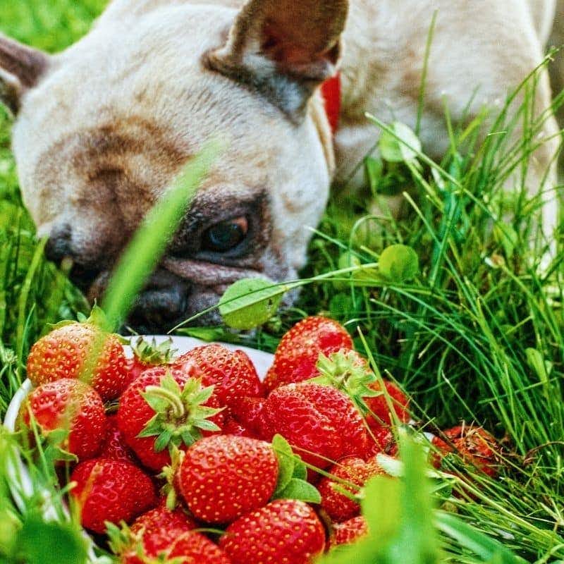 Come integrare cibo e vitamine per cani