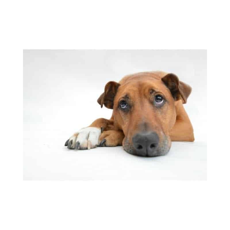 Indigestione nei cani, quali sono i sintomi più comuni?
