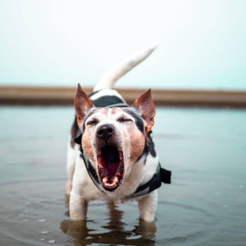 Perché i cani ululano quando sentono le sirene?