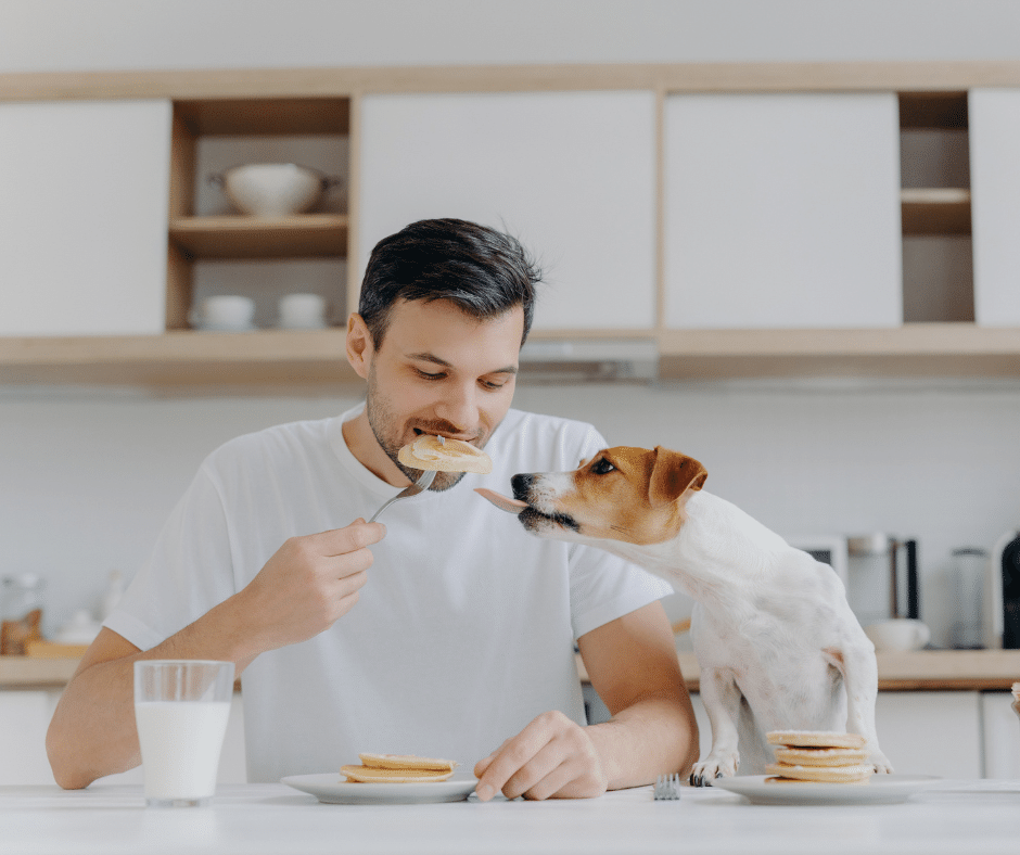 Pancake alla banana per cani e dog-parent