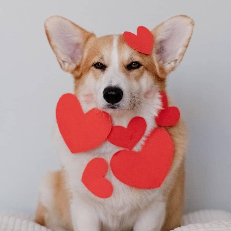 Insufficienza cardiaca valvolare nei cani: come diagnosticarla