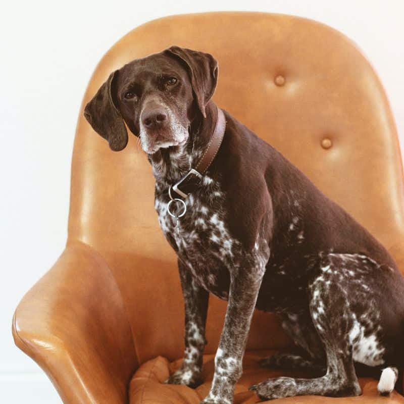Megaesofago nei cani: diagnosi e trattamento