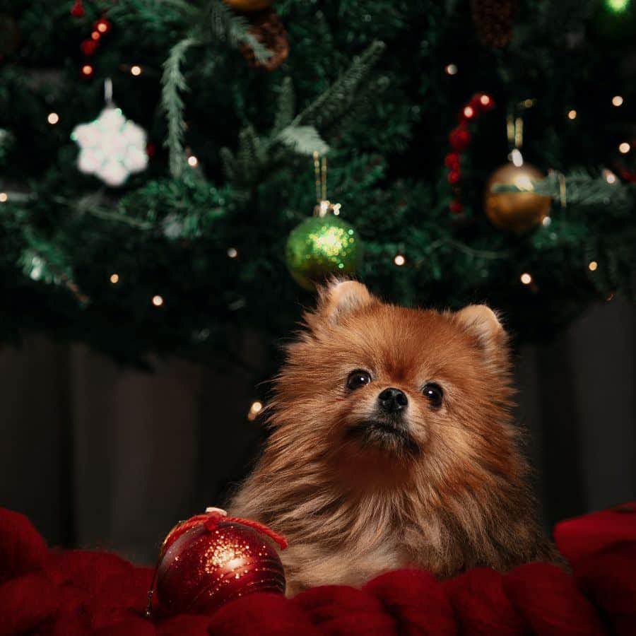 Piante di Natale tossiche per cani