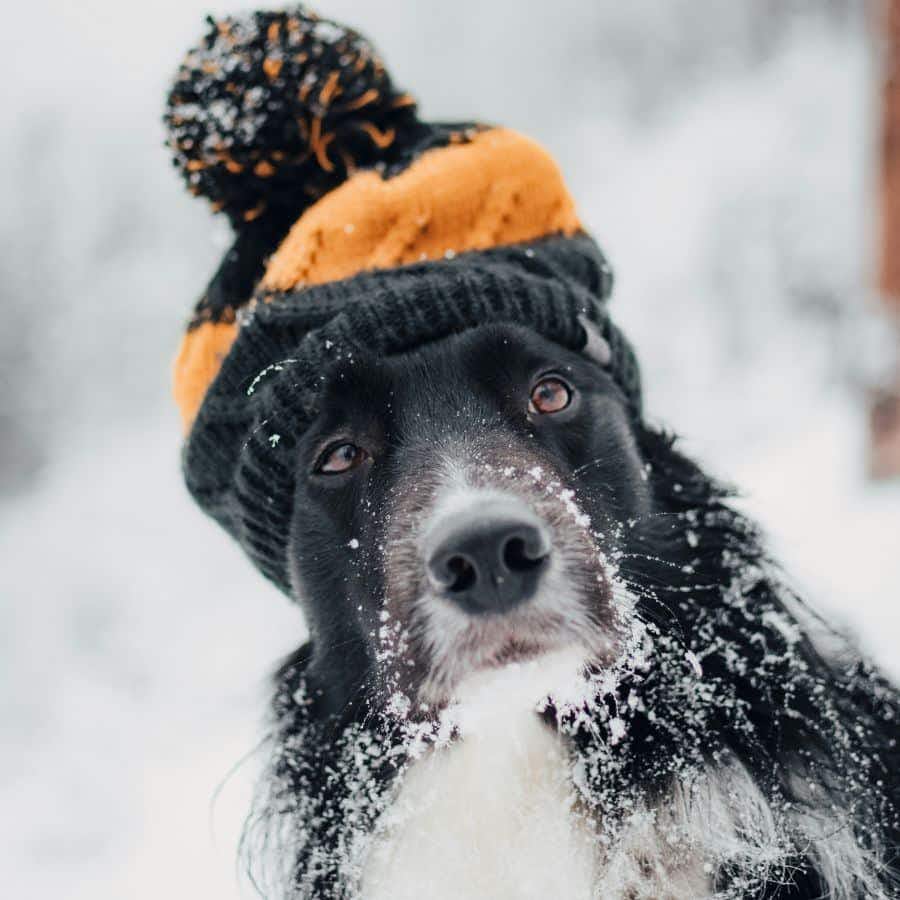 Attenzioni da seguire in inverno con il proprio cane