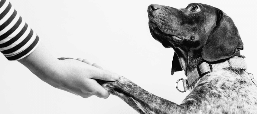 Come insegnare a un cane a dare la zampa
