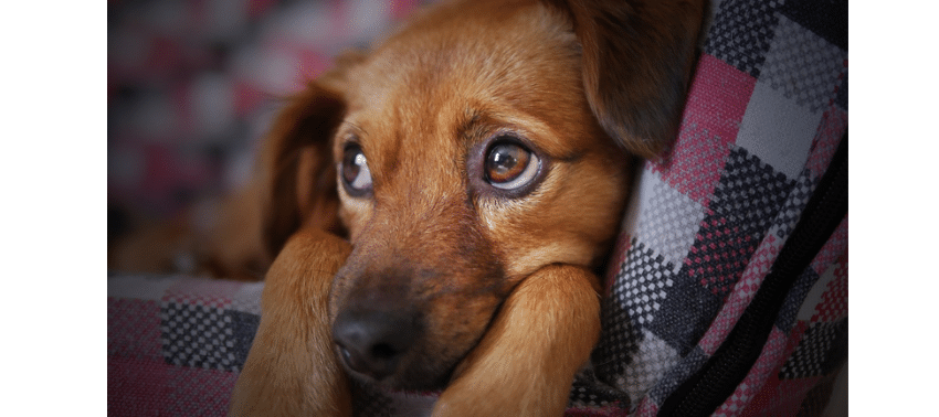 I cani piangono davvero? Scopriamo la verità