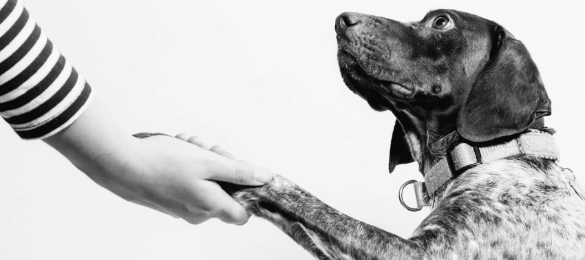 5 esercizi di autocontrollo per il tuo cane: migliorare la disciplina giocando