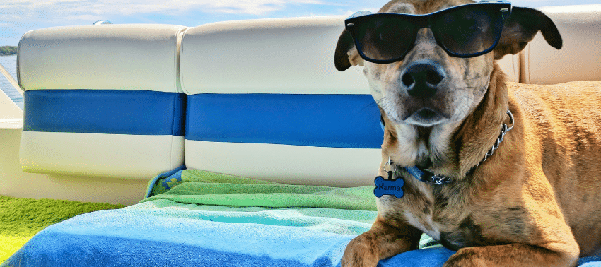 Crociera con cane: la guida completa per vacanze pet-friendly